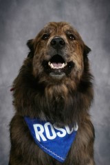 Roscoe